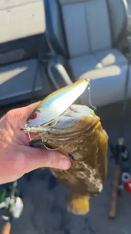 Big smallies love to be 🥄 fed #champlain #smallmouth #bassmaster #fishing #fyp 