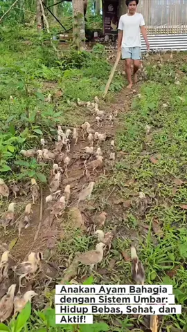 🐥 Anakan ayam juga berhak bahagia! Dengan sistem umbar, mereka bisa bebas bergerak, bermain, mencari makan alami, dan tumbuh tanpa stres. Kebebasan membuat ayam lebih sehat dan kuat 💚 #AnakanAyamBahagia #SistemUmbar #TernakAlami #AyamSehat #PeternakanRamahLingkungan 