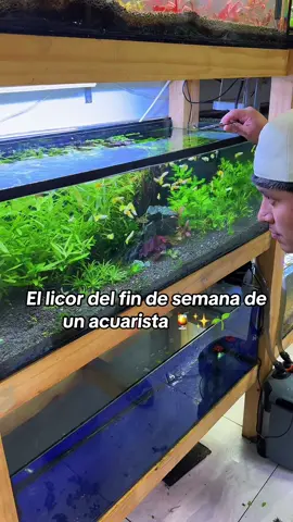 El licor del fin de semana de un acuarista 🥃✨🌱#acuarismo #acuariofilia #acuarioplantado #plantasacuaticas #acuarios #pecera #mantenimiento #fishtank #fyp #CapCut 