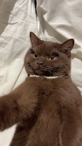 why u so obsessed with me? #lashes #cat #catsoftiktok #cattok #fyp 