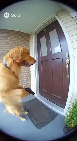 “I be yelling out gng gng” #funny #geeked #fyp 