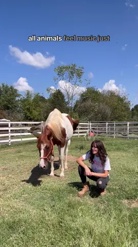 Crazy? Maybe. #horsesoftiktok #singerstoknow  