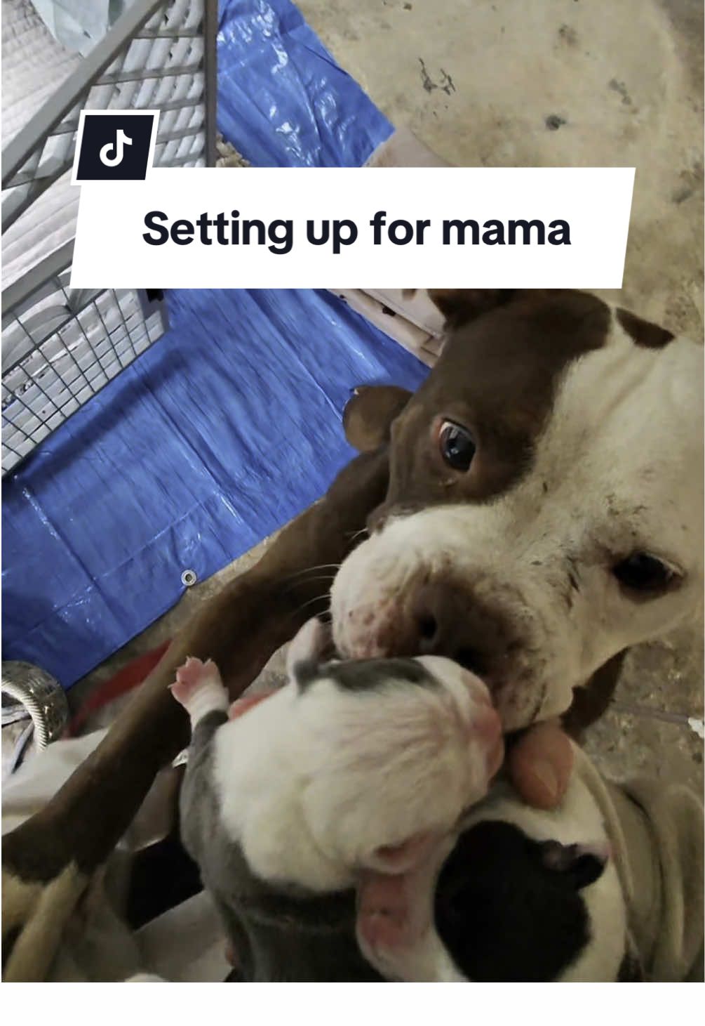 Meet my new foster dog Ohanna and her 2 baby girls! She gave birth in the shelter 3 days ago. One puppy has passed but these 2 seem healthy so far. Mama is malnourished but still taking great care of her babies! 🥰 #fosteringsaveslives 