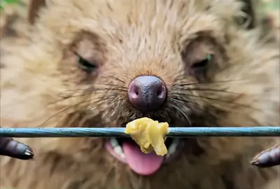 Peter Rabbit #xuhuongtiktok  #review #phimhay #fyp #foryou                                      