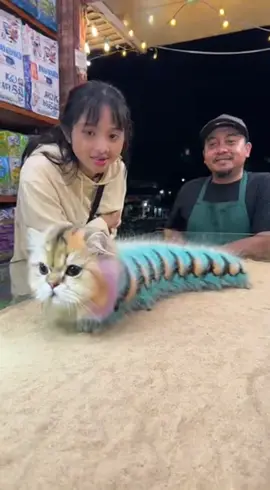 Harga Kucing Caterpillar? #kucing #catcaterpillar #catslovers #weirdpets #creepycute 