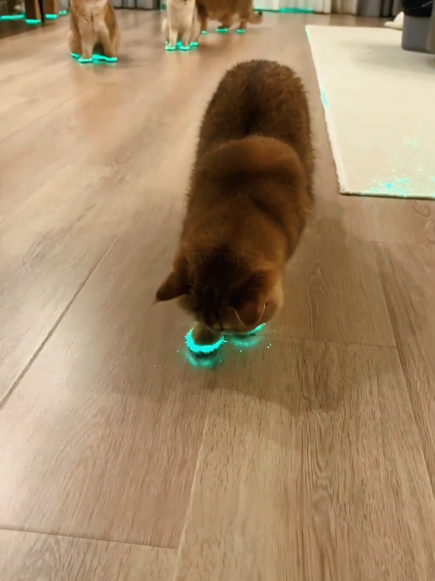 boy not seen the cat #amazingfacts #universeadventure8 #followers78k 