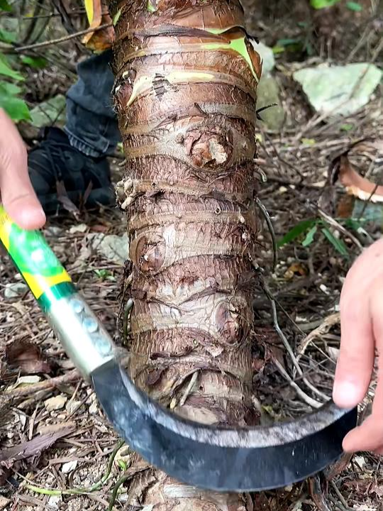 cutting the giant taro root#satisfying #villagelife #asmrsounds #fyp #cut #foryoupagе #stress