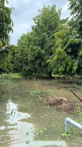 Phần 2, cậu 5 Ngã Bảy chia sẻ cách xử lý nước ngập vườn sầu riêng.
