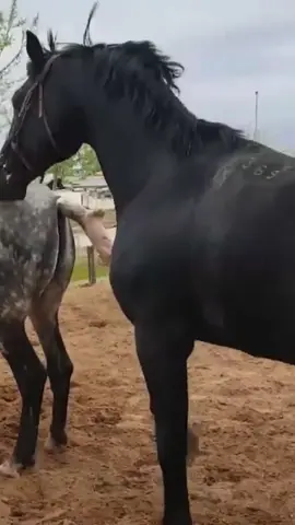 #cawboy #texas #farm 