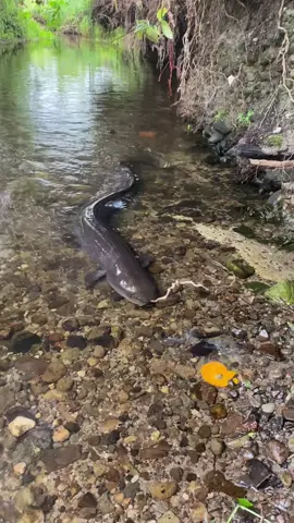 Kevin tries raw egg. #kevin #eel #egg #nz #fyp