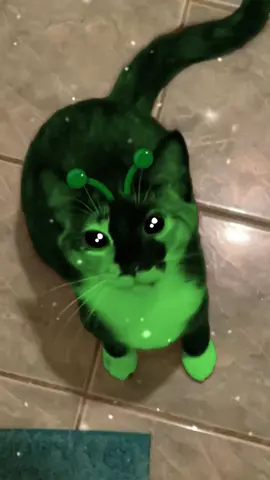 THE BISCUIT TAKES IT ALLLL #cat #alien #gnarpy #abba 