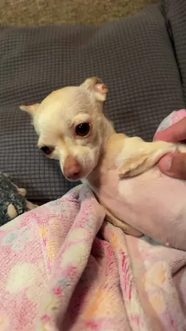 Her lil belly 😭 #trashygas #gio #emmy #dog #fyp 