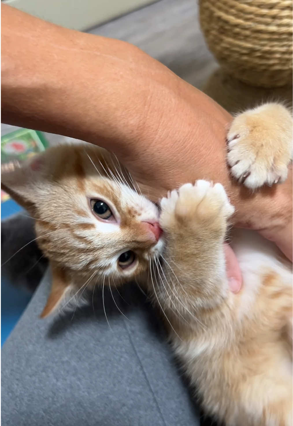 Just another night in the foster room. Enjoy the chaos. #kitten 
