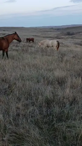 All The Horses, And Then Baby Twixx At The End 🐴💚 #fypシ゚viral #horses #horsesontiktok #horsesoftiktok #countrylife 