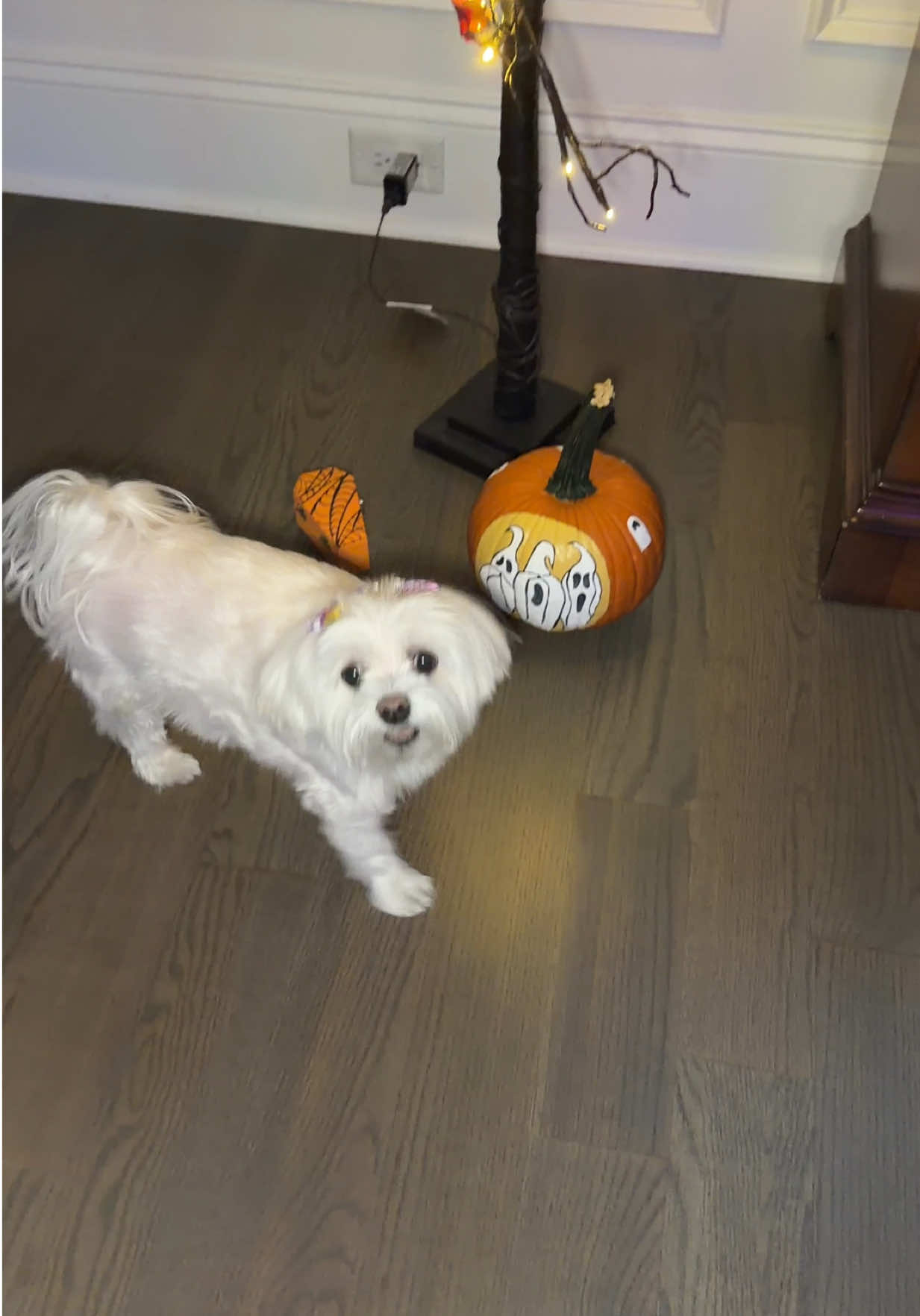 alittle Halloween 🎃 teaser to start the week!  Greenie Time for Daisy! The Greenie Song #trending #fyp #viral #dog #pet