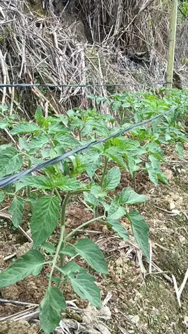 #petanimuda #petaniindonesia🇮🇩🇮🇩🇮🇩🌿🌿 #petanitomat #petanimilenial  Mamma saja🙃
