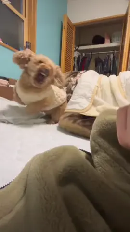 This song is so funny with this video #dogs #meandogs #fyp #xyzbca @僕はふうか  @僕はふうか 