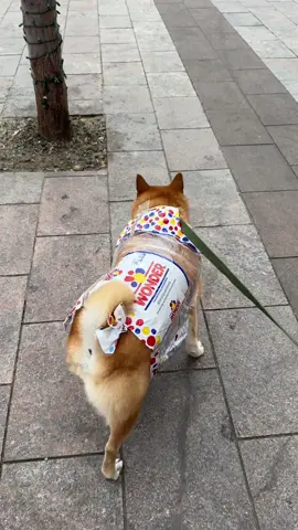 Freshly baked! I didn’t win the costume contest, but I made a bunch of new friends! #cutedog #shibainu #dogsoftiktok #costumecontest 