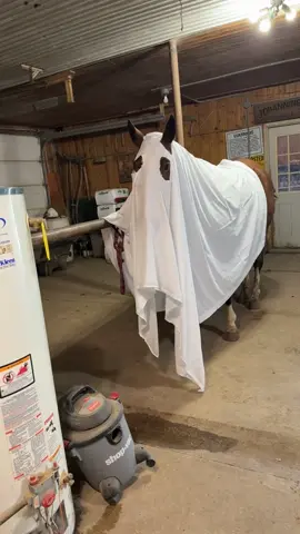 #horse #horses #equestrian #horsesofinstagram #horseriding                         