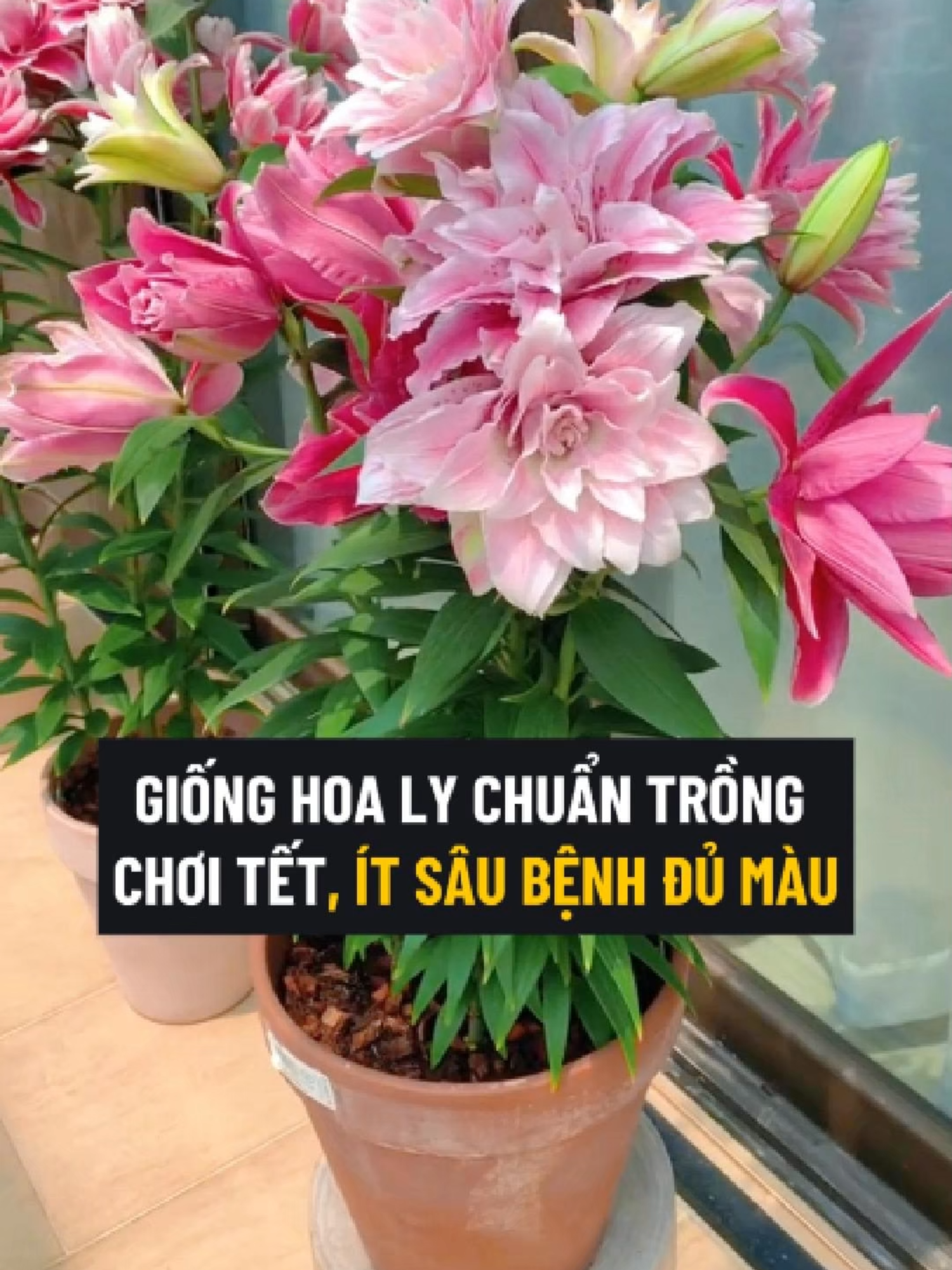 Giống Hoa Ly Hà Lan Đủ Màu Sắc, Chuẩn Chơi Tết #culykep #hoaly #hoalykep #tronghoa #tronghoaly #tronghoalykep #tronghoachoitet #tronglychoitet #hoalychoitet #culychoitet