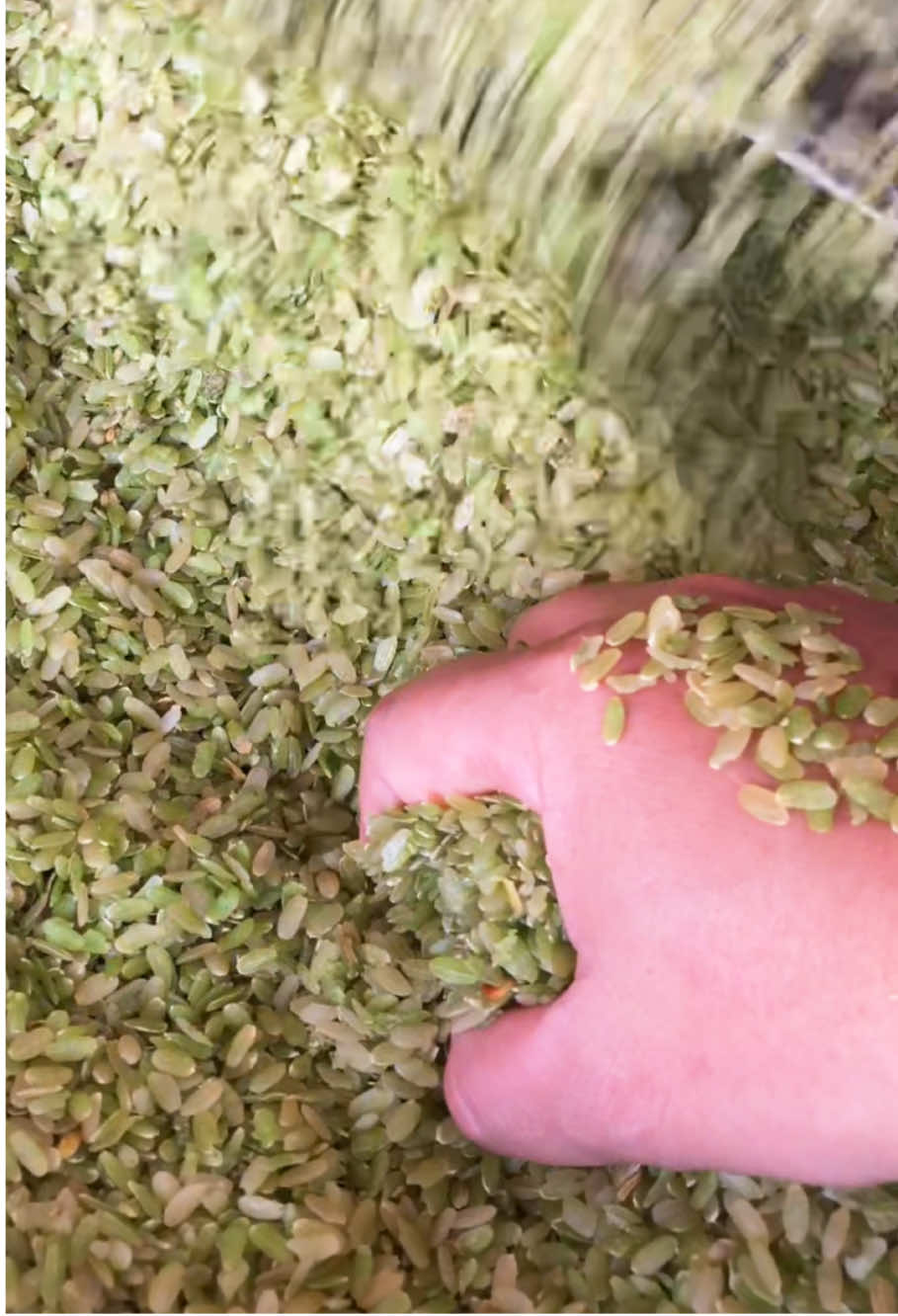 Cốm khô nguyên liệu làm các món xôi, bánh, chè, chả… #comxanhtaybac #comkho #comxanh 