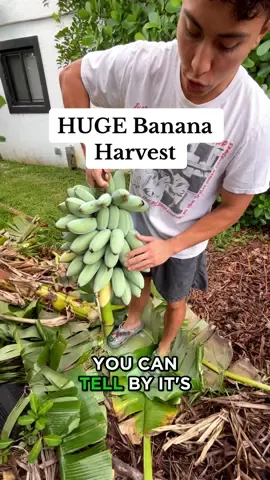 Blue java banana backyard harvest here! How to harvest your bananas when they are ripening and how to know what time to harvest backyard bananas! Miami Gardening #fyp #banana #farm #viral #fypシ 
