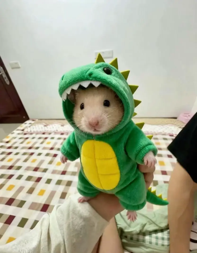 #hamster #hamsterhoinach #chuothoinach 