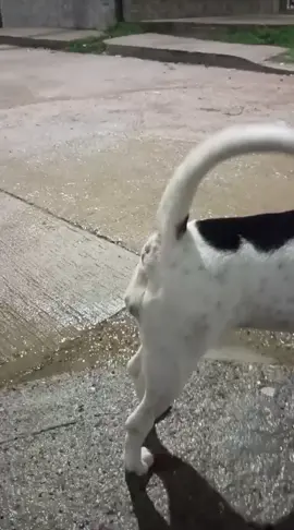 quien ladra 🗣️?#perro #ladrando #tiktok #fypシ゚ 