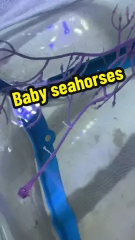 Seahorse babies!! And as always, there are more on the way! 