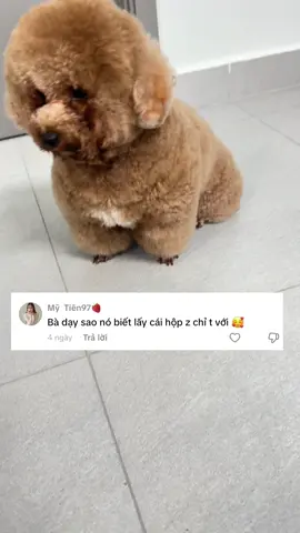 Mấy bà nhớ chọn vật dụng nào nhẹ nhẹ cho nó dễ gặm nhe🥰#dog #poodle #thucung #cuncung #bongmapbabao 