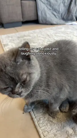 something is wrong with my car #realcartifan #fyp #cat #car 