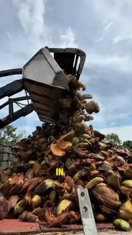Turning Waste into Gold! How Indians Make Rope from Coconut Fiber 🌴 Ever wondered what happens to discarded coconuts in India? 🌰 Instead of throwing them away, workers skillfully extract the coir fiber from coconut husks and transform it into strong natural ropes. This eco-friendly process turns waste into something valuable — a true example of sustainable craftsmanship! 🌿 #CoconutRope #IndiaCraft #SustainableLiving #EcoFriendly #TraditionalSkills 