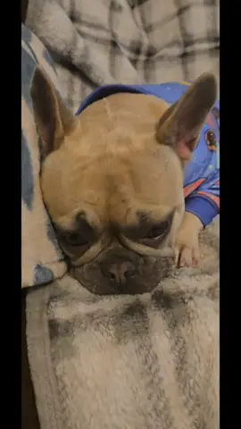 🍁 Fall fashion dilemma: how’s a pup supposed to choose just one?! 👗🐶 Thank you @SPARK PAWS  for making me the most stylish good girl this season 🧡 #sparkpaws  #OOTD #frenchiesoftiktok #frenchie #pupfluencer 