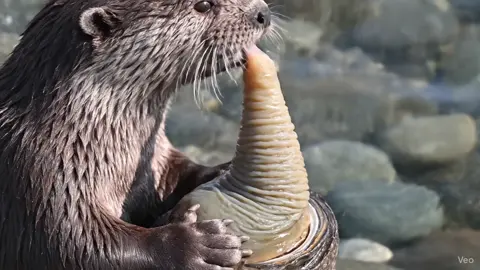 #ai #asmr #asmrsounds #asmrvideo #asmrtiktoks 