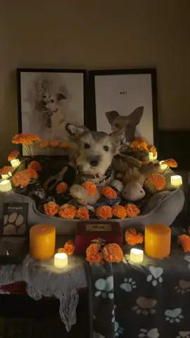 Dia de Muertos for pets is tomorrow, October 27th.  Built an ofrenda for Max to memorialize him and his memory. Candles and marigolds to light the path back home. And bowl of treats and water for him after his long journey.  Missing Max like crazy even a year and a half later. #rememberme #diademuertos #souldog #ofrenda #petloss 
