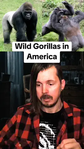 Wild Gorillas in America 🦍🇺🇸 #gorilla #wildgorilla #america #wildanimals #gorillas 