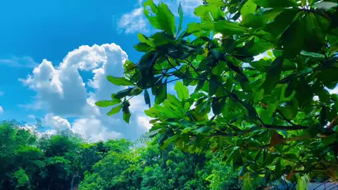 #foryou #foryoupage #cpylinkplzzz #viral_tiktok_video  #sylheti_fua 