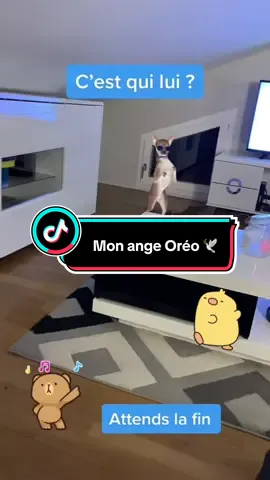 Souvenir de mon bébé chat pour la fête des morts des animaux de compagnie. Oréo 🕊️🩵