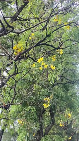 Deltamas dengan hutan pinusnya#cikarang #deltamas #cikarangpusat 