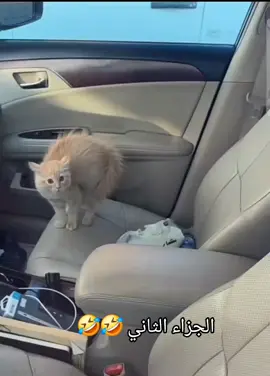 #الكايد #😂😂😂 
