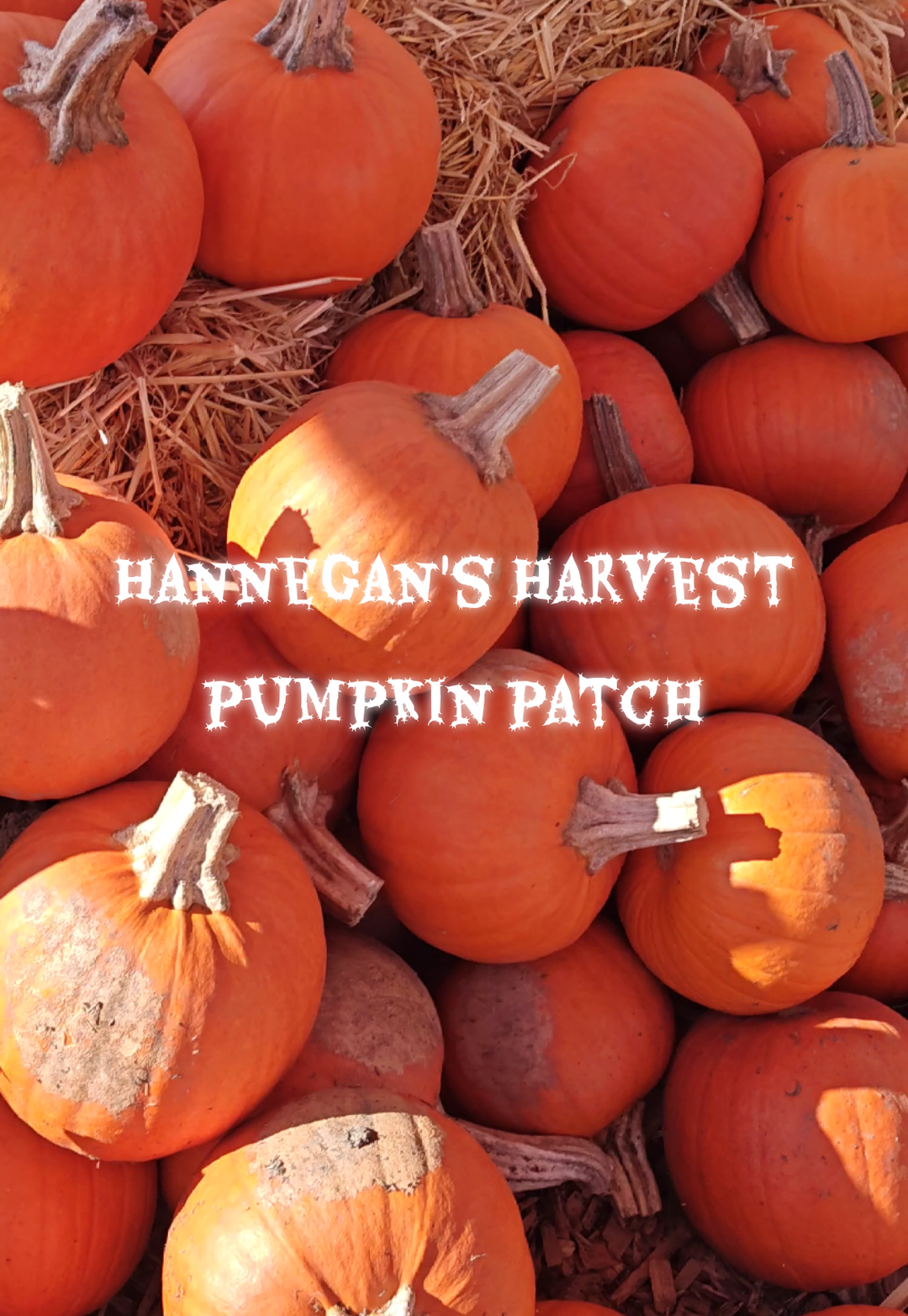 Pumpkin Patch 2025 ✨ Made a small stop at Hannegan's for some pumpkins today 🎃 #pumpkinpatch #visalia #pumpkinseason  #Vlog  #fyp 