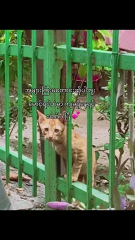 အချစ်တွေပဲပေးပါ💕#viral #foryoupage #fyppppppppppppppppppppppp #foryou #tiktokuni 