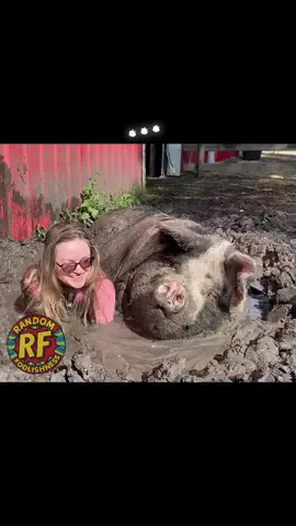 😳 That 🐖 was probably just trying to wallow in peace, minding his own business #littleredbarn  #fyp  #Pigspa #pork  #swine 