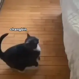 So SKZ Coded 🥰🥰😜 #straykids #straykidsstay  #foryourpage 