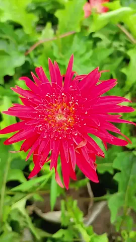 #viralvideo #furyoupage❤️❤️ #natural_beauty #TikTok_Bangladesh🇧 