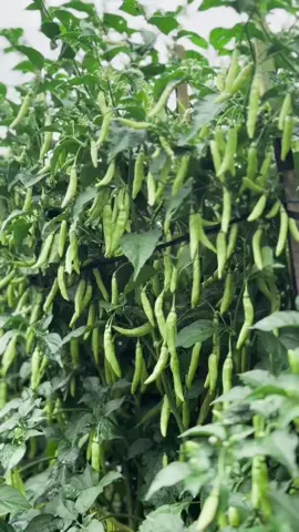 bibit cabe rawit tahan virus berbuah lebat mudah dalam perawatan #petanimuda #cabe #pertanian #petanimudasukses 