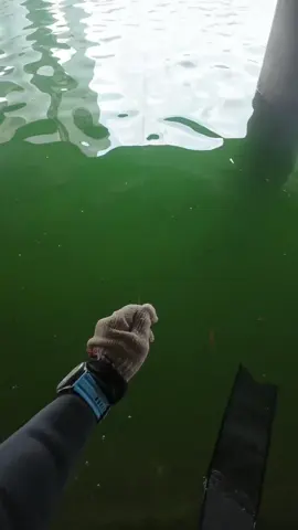 Về kể Trượt mất con cá 60kg không ai tin 😂#cauca #cancau #canthu #caucagiaitri #dicau 