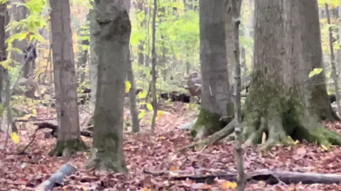 8 point #deerhunting #whitetaildeer #huntingtiktok #hunting 