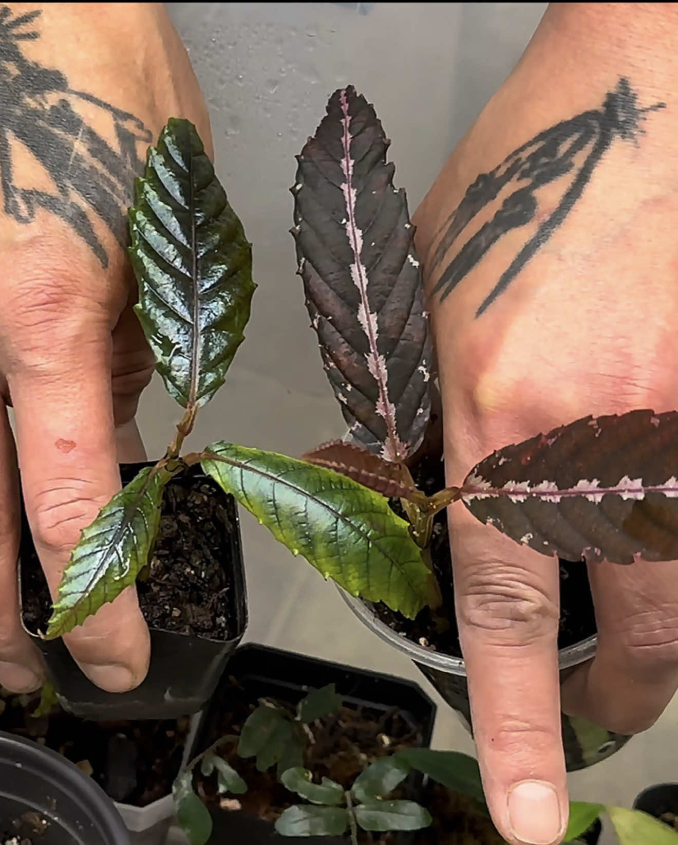 Ryan grows newly discovered and recently described plants all in closed bins. Here’s a preview of some of the things he grows. Check out the part 1 of the tour out now! 