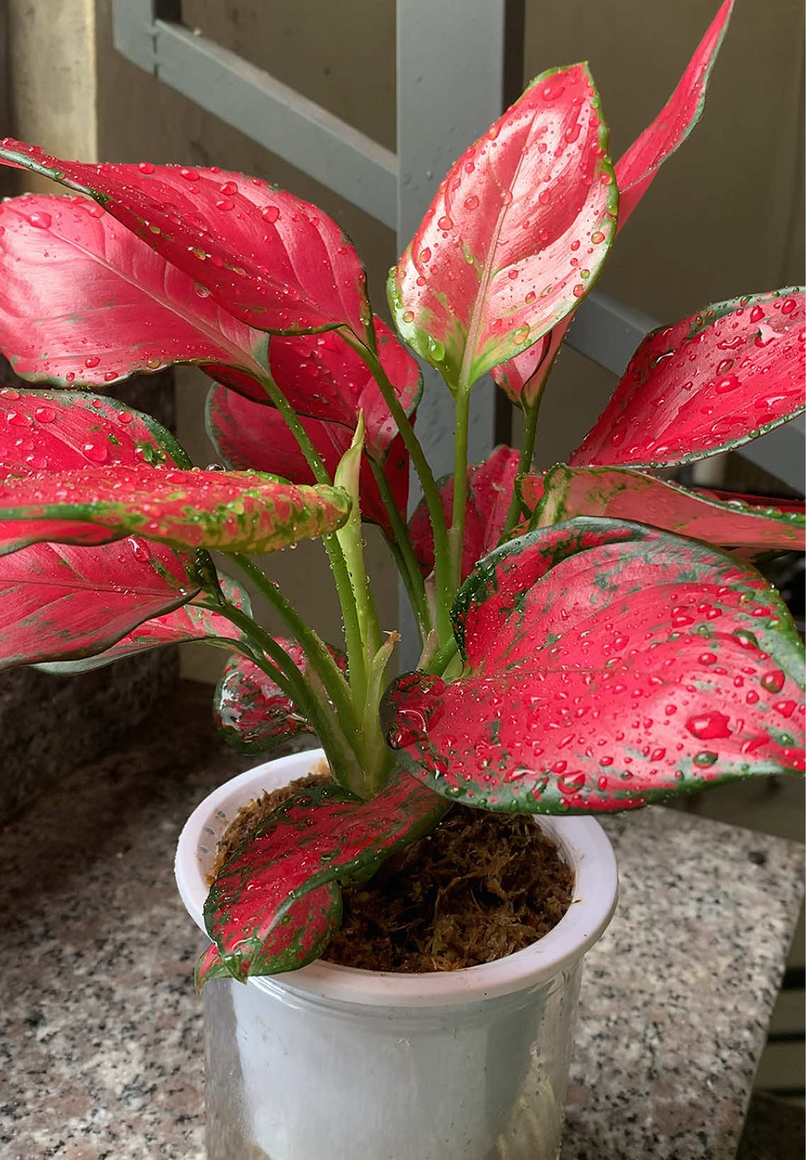 Cây Vạn Lộc Thái lá đỏ rực #caycanh #cayvanlocthai #cayvanloc #vanloc 